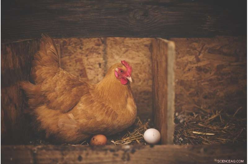 UC Davis Breakthrough: Generating COVID-19 Antibodies from Hen Eggs