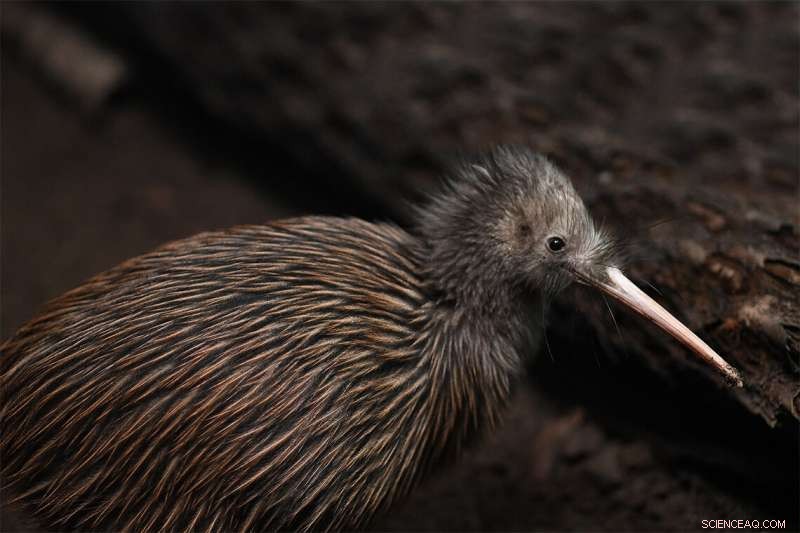 New Study Reveals How Two 30,000‑Year‑Old Volcanic Eruptions Altered the Brown Kiwi’s DNA