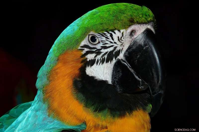 Research Shows Brain Size and Brain‑to‑Body Ratio Predict Intelligence in Birds