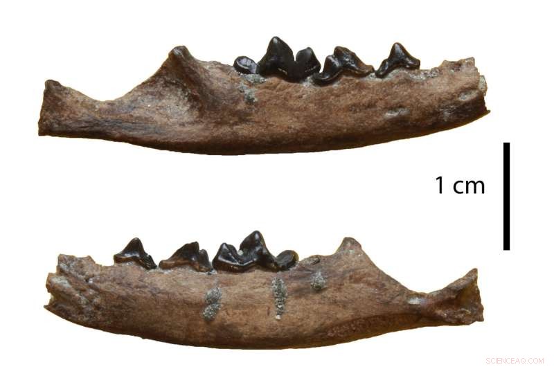 Discover Germany s Ancient Wildlife: 20+ Carnivorous Species Thrived 11.5 Million Years Ago