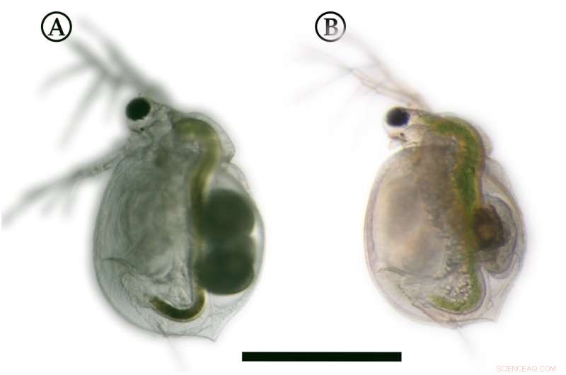 Water Fleas Outsmart Carnivorous Plants: Adaptation Strategies Revealed