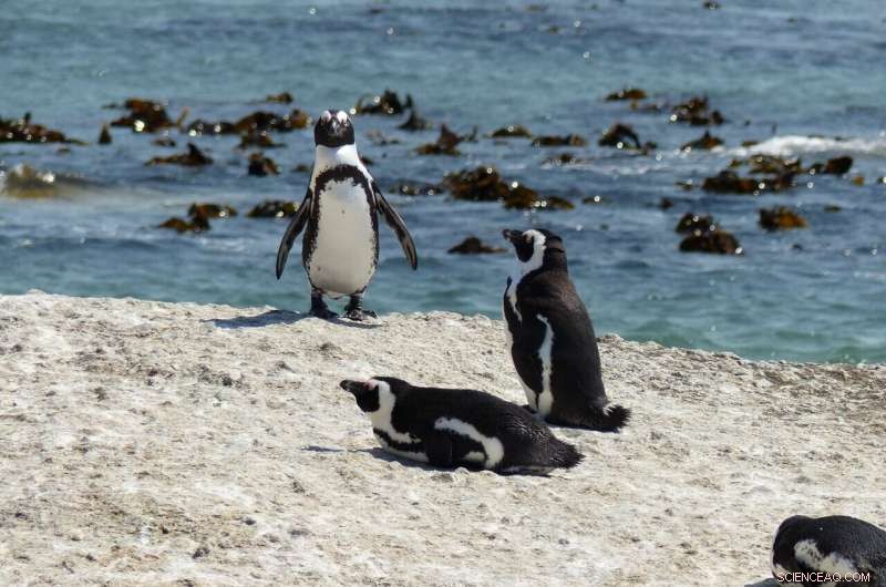 African Penguins Show Remarkable Vocal Adaptation, Study Finds