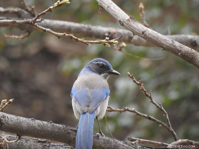 New Scrub Jay Species Identified in Texas and Mexico: Genetic Study Confirms Distinct Species