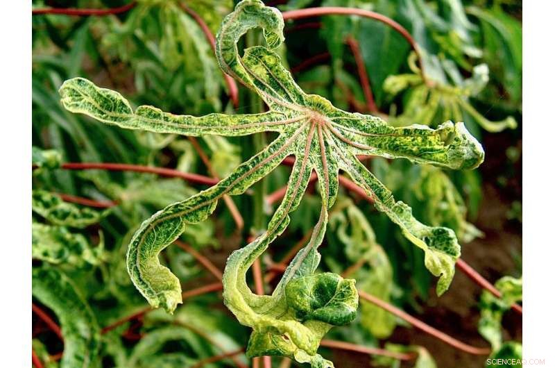 Cassava Mutation Uncovered: Key to Enhanced Disease Resistance