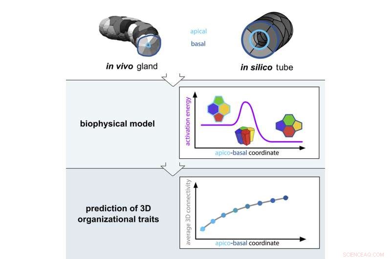 New Mathematical Principle Reveals How Cells Connect to Form Tissues and Organs