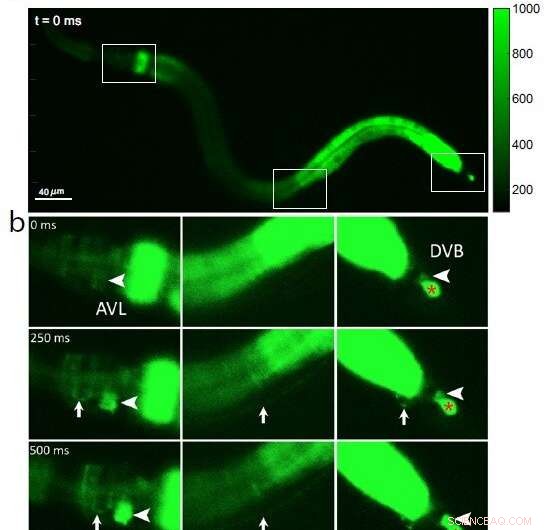 Circadian Control of Gut Motility in C. elegans Prevents Constipation