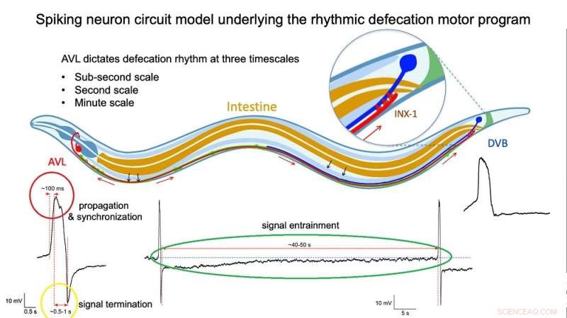 Circadian Control of Gut Motility in C. elegans Prevents Constipation