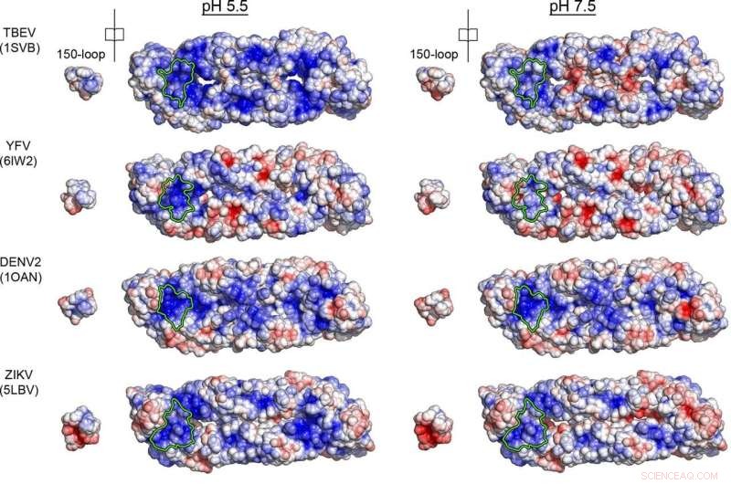 Flaviviruses Activation Mechanism Revealed: Key Protonation of the 150-Loop