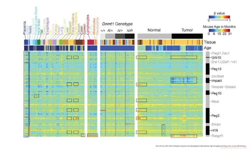 High-Throughput Array Accelerates Mouse DNA Methylation Analysis