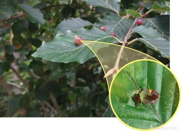 Urban Trees: Shaping Biodiversity and Enhancing City Life