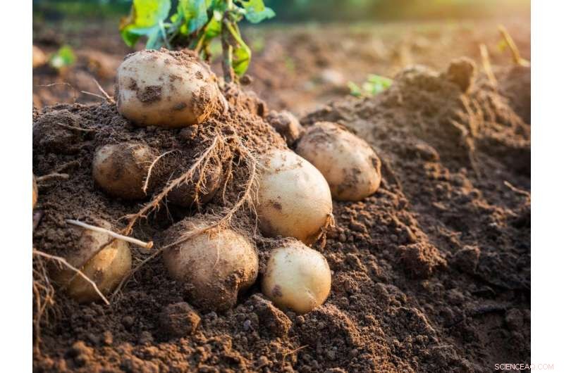 Super-Spuds Developed to Withstand Climate Change Challenges