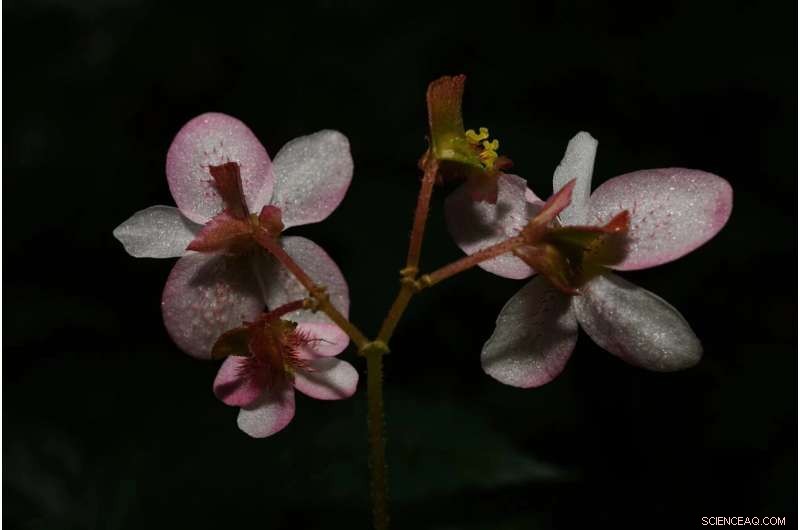 New Begonia Species Discovered in Yunnan s Gaoligong Mountains