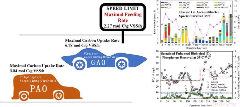 Singapore Scientists Pioneer High-Temperature Bacterial Method to Remove Phosphorus from Wastewater