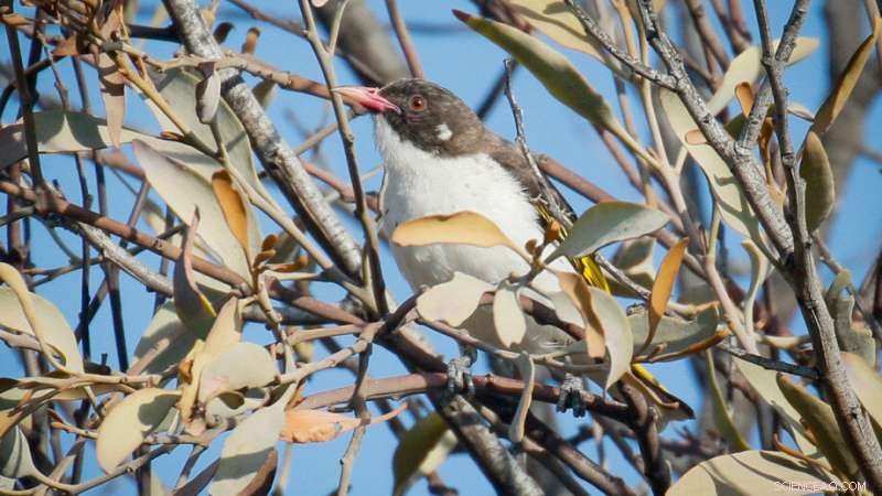 Widespread Mistletoe Decline Threatens Australian Woodland Birds, ANU Study Finds