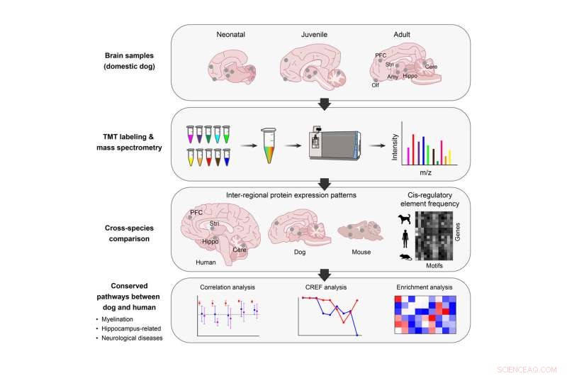 Comprehensive Spatio-Temporal Protein Mapping of the Domestic Dog Brain
