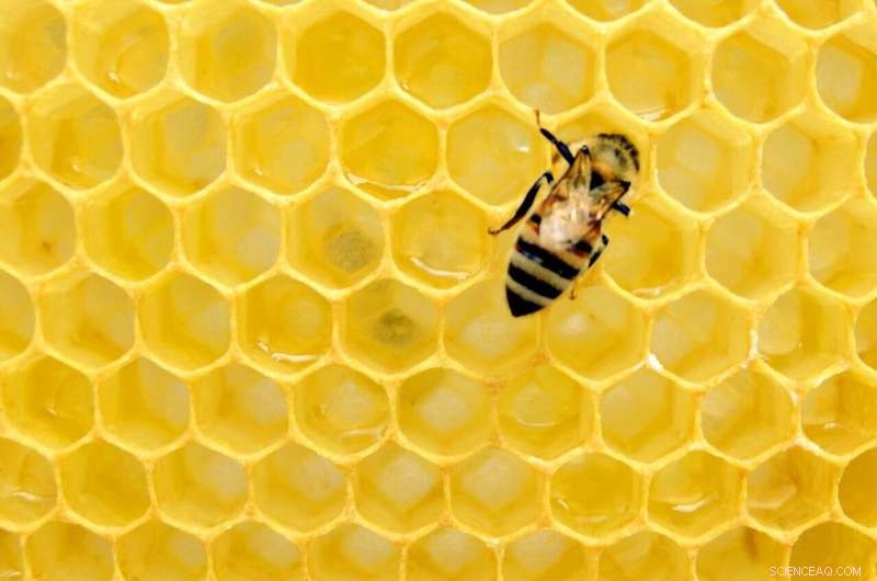 Spider Venom Offers Hope Against Devastating Honeybee Mite