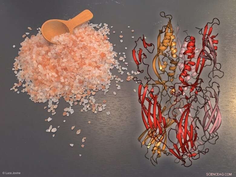 Ancient Bacterial Fusion Reveals Clues to the Origin of Sexual Reproduction