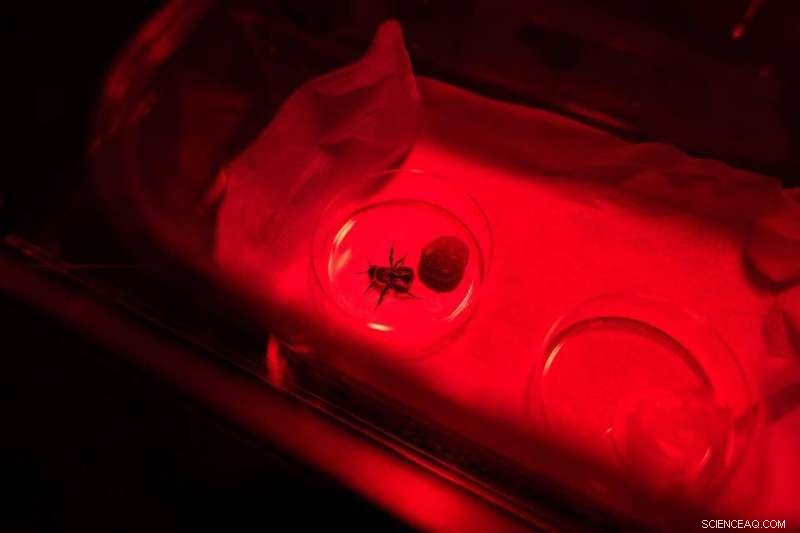 Isolation Boosts Later Social Behavior in Bumblebees