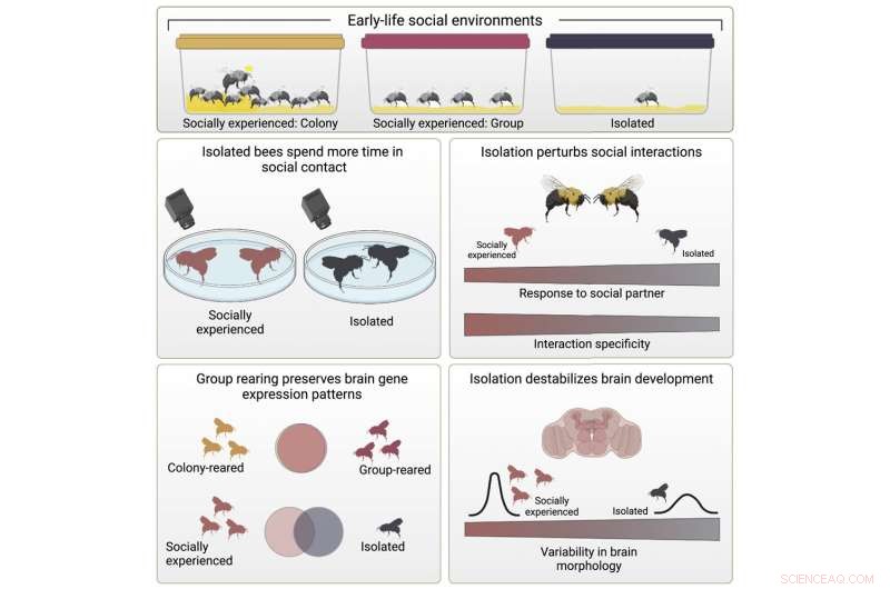 Isolation Boosts Later Social Behavior in Bumblebees