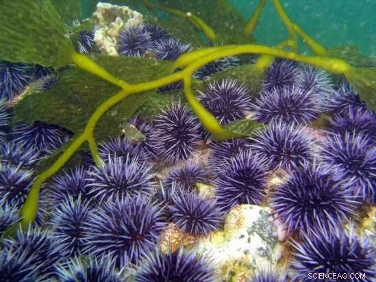 Researchers Reveal Why Purple Urchins Are Devastating California s Kelp Forests