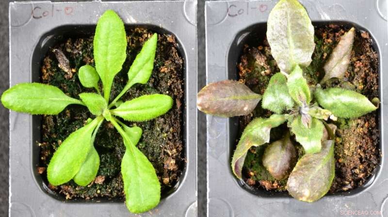Plants Generate Their Own Aspirin to Tackle Environmental Stress