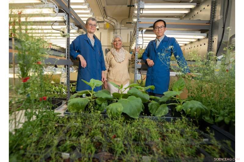 Plants Generate Their Own Aspirin to Tackle Environmental Stress