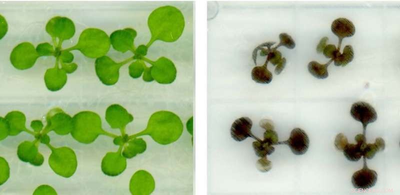Plants Generate Their Own Aspirin to Tackle Environmental Stress