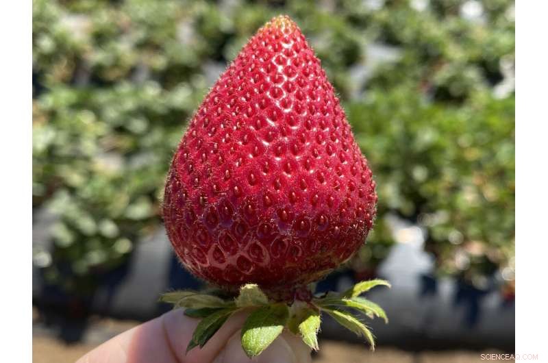 Scientists Uncover Mechanism Guiding Fruit and Seed Formation in Flowering Plants