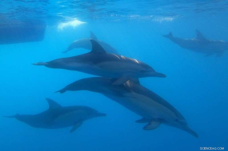Pioneering Genomic Survey of Australian Common Dolphins Reveals Conservation Insights