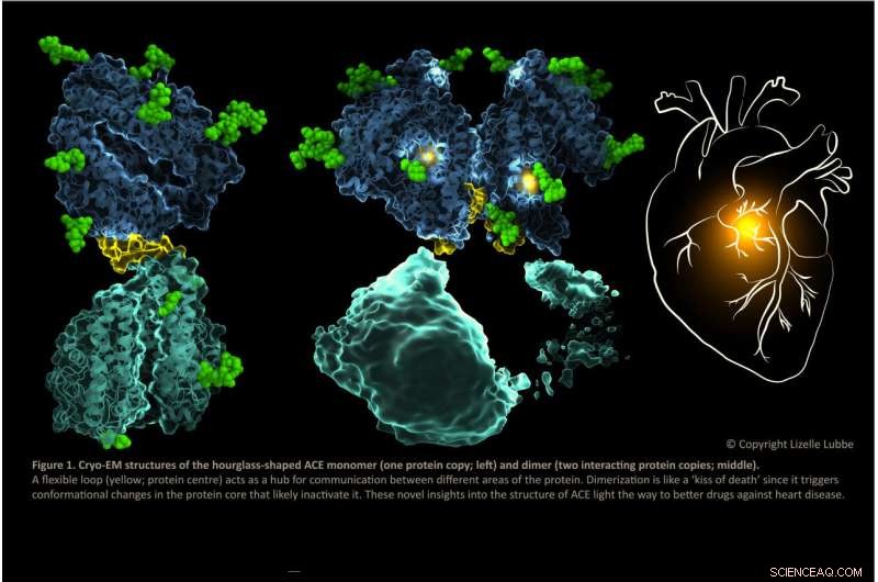 New Cryo-EM Structures of Angiotensin‑Converting Enzyme Reveal Targets for Improved Heart Disease Therapies