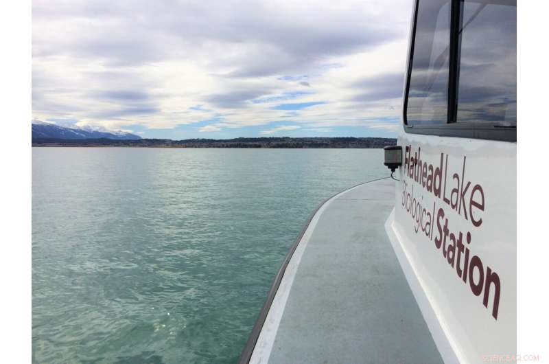 University of Montana Scientists Detect Nutrient Imbalance in Flathead Lake