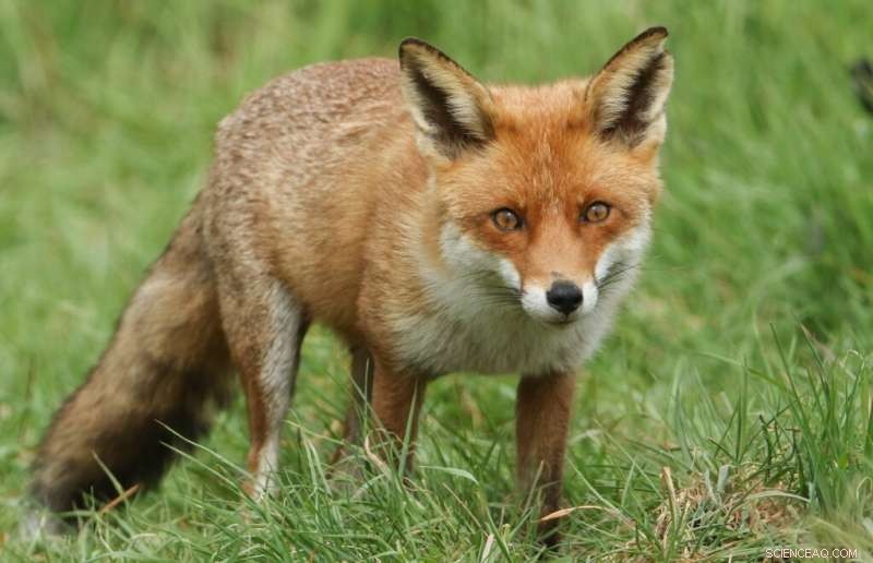 New Study Finds Dog Waste Forms Key Component of Red Fox Diet in Scottish Highlands