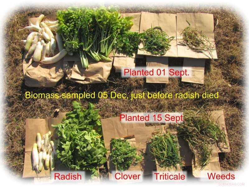 Cover Crops: A Proven Strategy to Protect the Chesapeake Bay