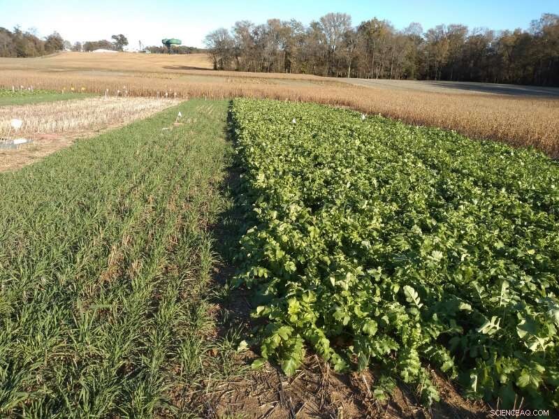 Cover Crops: A Proven Strategy to Protect the Chesapeake Bay