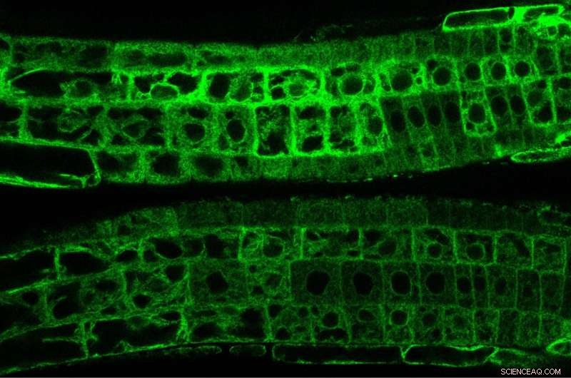 Unveiling the Molecular Feedback Loop Regulating Plant Growth