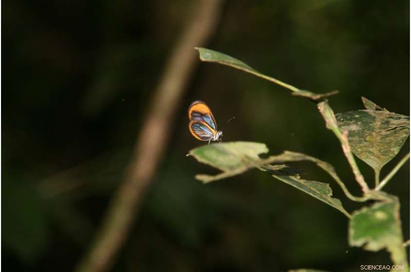 Amazonian Butterfly Habitats Shape Brain Structure, Study Reveals