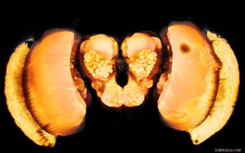 Amazonian Butterfly Habitats Shape Brain Structure, Study Reveals