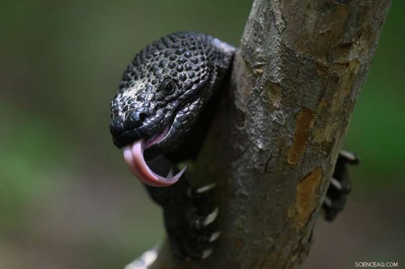 Saving Guatemala s Poisonous Sleeping Child Lizard: A 17-Year Conservation Journey