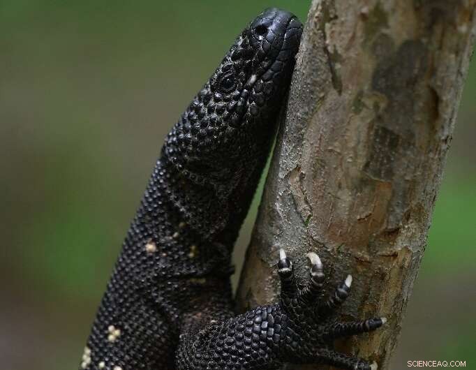 Saving Guatemala s Poisonous Sleeping Child Lizard: A 17-Year Conservation Journey