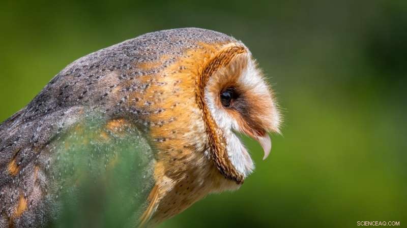 Johns Hopkins University Gains Permission to Continue Barn Owl Studies After PETA Legal Challenge