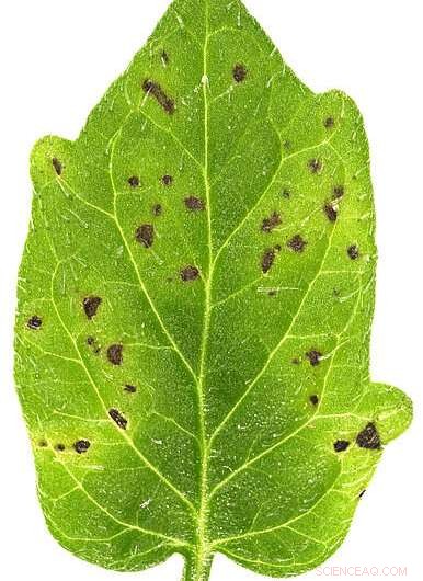 Harnessing Leaf Surface Microbes to Suppress Tomato Diseases