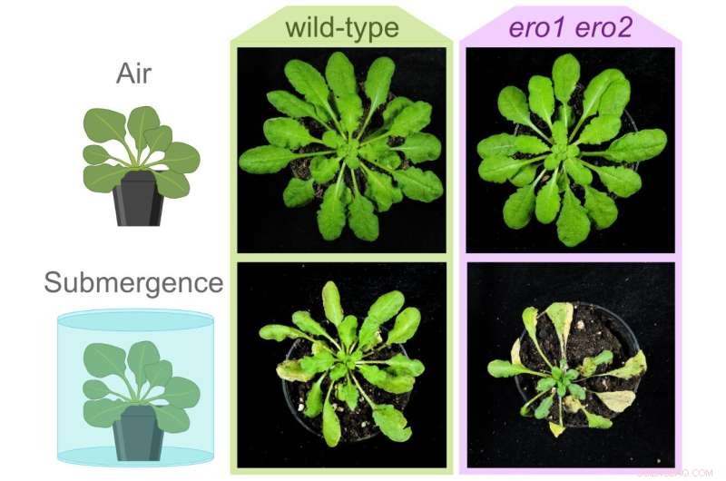 Oxygen Deficiency and Protein Folding: Insights from Arabidopsis Flooding Studies