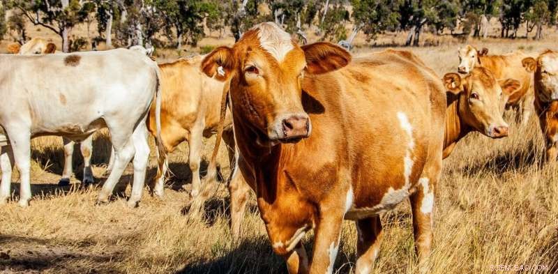 Foot-and-Mouth Disease Explained: Causes, Symptoms, and Global Impact