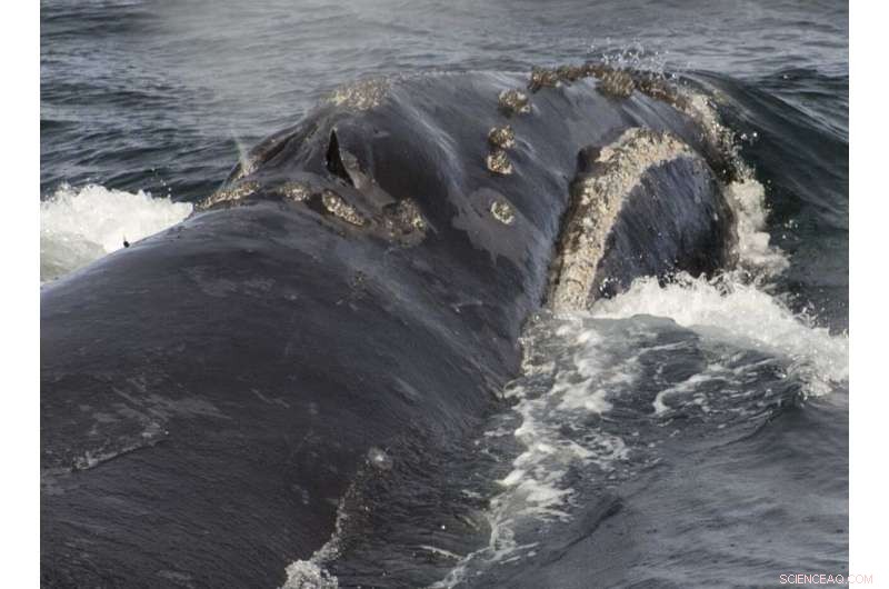 NOAA to Review Expansion of Critical Habitat for North Pacific Right Whales