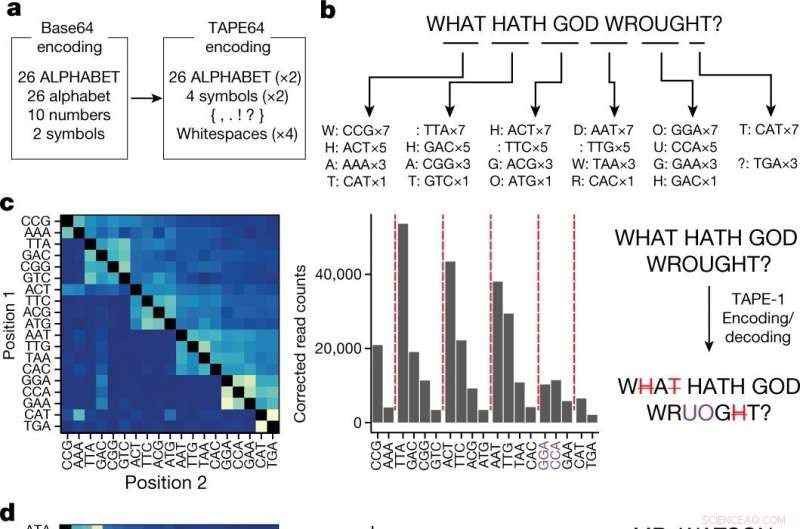 DNA Typewriter Decodes Text Messages Inside Living Cells