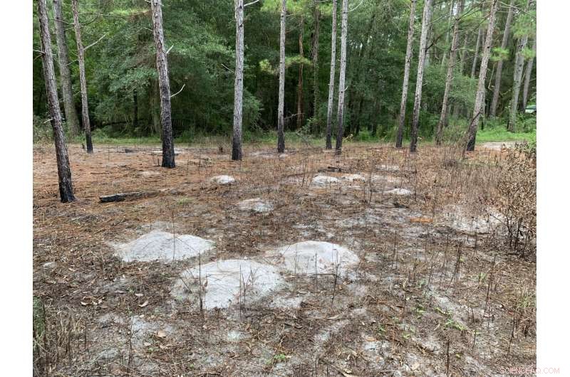 Root‑Farming Gophers: Our Closest Agricultural Relatives