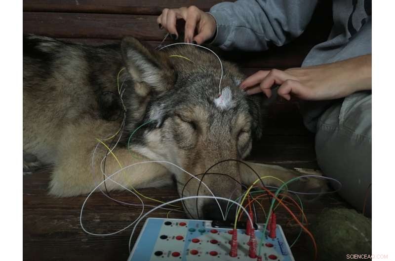 Do Wolves Sleep Like Dogs? New Study Reveals Their Resting Patterns