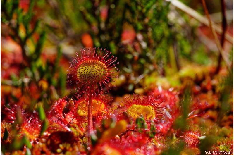 Carnivorous Plants: Turning Defense into Their Most Powerful Offense