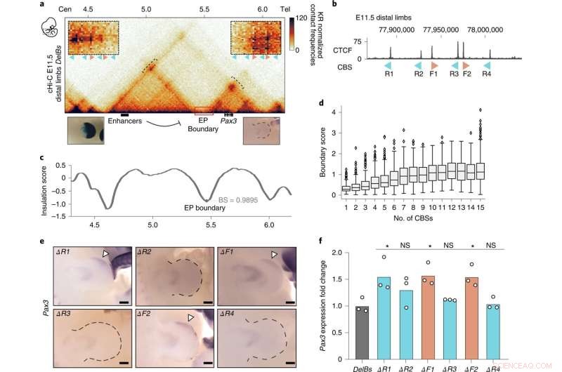 Unveiling DNA Boundary Mechanisms: Impact of CBS Deletions on Genomic Architecture