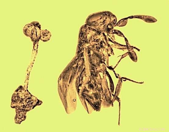 Rare 30‑Million‑Year‑Old Amber Preserves Flower and Parasitic Wasp—A Stunning Fossil Discovery